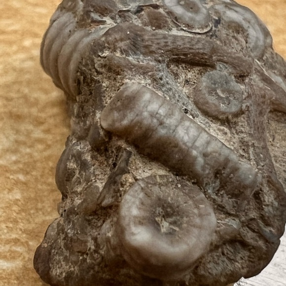 Meet your Posher, Hadley - Picture 6 of 8